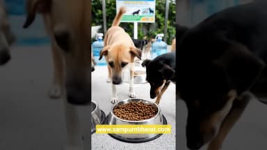 Bihar में शुरू हुआ Dog Feeding Zone! | अब आवारा कुत्तों का पूरा प्रबंधन| #AnimalCare #DogCare