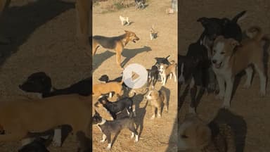 एक कुत्तिया मैं करीब एक दर्जन से अधिक बच्चों को जन्म दिया #goodgovernance