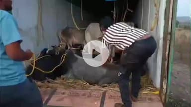 राळेगाव: गोवंशाची अवैध वाहतूक करणारा कंटेनर ट्रक जप्त,44 लाखांचा मुद्देमाल जप्त वडकी पोलिसांची देवधरी घाटात कारवाई