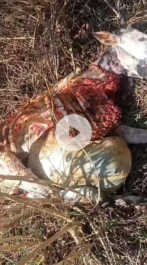 ग्राम पंचायत सलखनी में 17 - 1 - 2026 को शेर ने किया गाय का शिकार वन विभाग की टीम ने किया पुष्टि