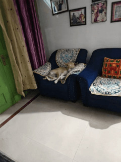 हमारे यहाँ इंसानियत और इंसान की कद्र होती है चाहे वह जानवर हो या कर्मवीर. ये है हमारा जोड़ो जो रोज मेरे साथ शंख बजाता है