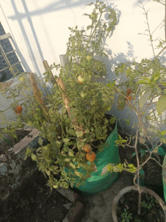 ये है आपके आशीर्वाद की निशानी, आशा कुटीर के दो मंजिल पर भरपूर ट मा ट र। बैठिये मत। ये जिंदगी मिली है काम करने के लिये🙏🙏