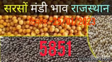25/01/2023 #सरसों_भाव
डीग अनाज मंडी