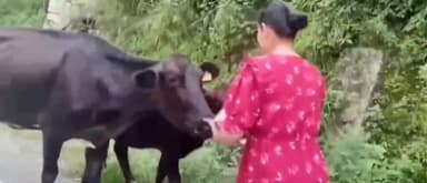 शिमला ग्रामीण: आप पार्टी की नेता मीरा कुकरेजा ने तारादेवी में कहा- गाय को आवारा ना छोड़ें