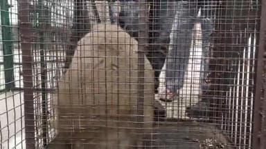 बीना: राम मस्जिद एवं शिव वार्ड के लोगों को मिली बंदर के आतंक से मुक्ति, मंकी कैचर टीम जबलपुर के हत्थे चढ़ा खूंखार बंदर