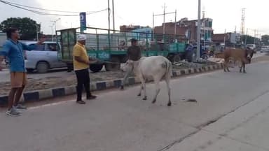 ग्वालियर रोड पर नगर पालिका अमले ने सड़कों पर घूमने वाले मवेशियों को पकड़ा, गौशाला और जंगल में छोड़े जाएंगे मवेशी