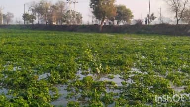 एत्मादपुर: खंदौली के गांव मलूपुर में बंबा की पटरी टूट जाने से खेतों में खड़ी फसल के नुकसान की जताई जा रही है आशंका