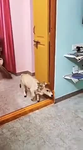 ये पांगनूर गाय है । दुनिया की सबसे छोटी दिखने वाली, बहुत सुंदर, छोटी और बहुत प्यारी  गाय 🌀🌀🌀