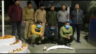 देहरादून: हाथी दांत के साथ STF ने तीन तस्करों को किया कालाढूंगी से गिरफ्तार