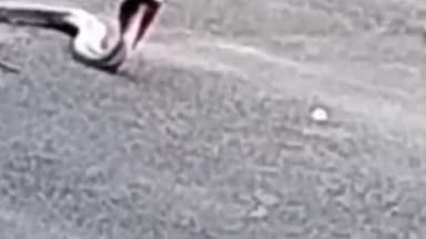 हुज़ूर: विधायक विश्राम गृह में निकला 7 फीट लंबा कोबरा सांप, सर्प विशेषज्ञ सलीम खान ने पकड़ा