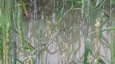 मेड़ता: सांसद दीया कुमारी ने ओलावृष्टि से किसानों की फसलों को हुए नुकसान के मुआवजे की उठाई मांग, सरकार को लिखा पत्र