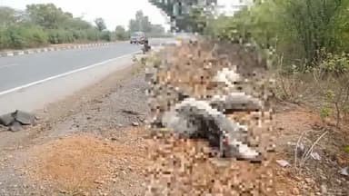 शिवपुरी नगर: Nh27 बिहारी होटल के निकट अज्ञात वाहन की टक्कर से 4 गायों की मौत