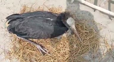 किशनपुर प्रखंड के महा सिमर पंचायत में मंडल टोला वार्ड नंबर 9 में एक विलुप्त पक्षी मिला है जो बीमार अवस्था में है।