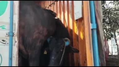 अररिया: जीरो माइल के पास से एक कंटेनर पर लदे 24 मवेशियों को नगर थाना पुलिस ने किया जप्त, चालक सहित 3 लोग गिरफ्तार