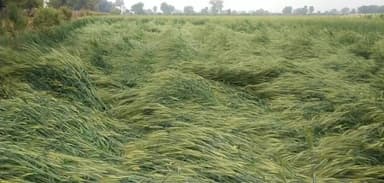 छोटीसादड़ी: छोटीसादड़ी में हवा के साथ बारिश से फसले पड़ी आड़ी, रात भर हुई बारिश व गिरे ओले