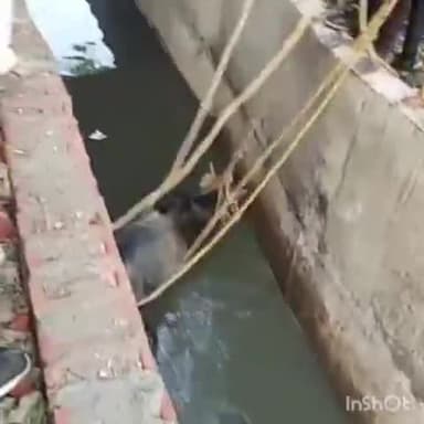 बरेली: बदायूं रोड नए गेट के पास नाले में गिरा बैल, मौके पर पहुंचे बजरंग दल के कार्यकर्ताओं ने सुरक्षित निकाला बाहर