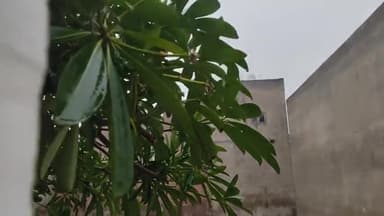 धौलपुर #मौसम ने ली करवट।
 #रिमझिम बारिश बादलों की #गड़गड़ाहट सूर्य नारायण के #नहीं_हुए_दर्शन।