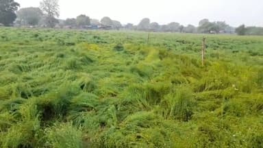 सीतामऊ: नाहरगढ़ क्षेत्र में बेमौसम बारिश व ओलावृष्टि से किसानों की फसलों को हुआ भारी नुक़सान, पटवारी ने फसल नुकसान का किया सर्वे