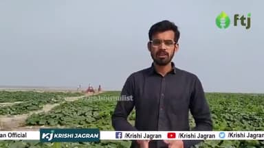 खेतों के आसपास भी नहीं भटकेंगे आवारा पशु, इन उपायों को अपनाकर किसान बचाएं अपनी फसल


#ftj #farmerthejournalist #krishi