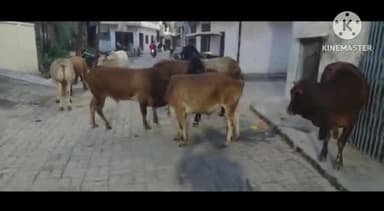 सुल्तानपुर: शहर में आवारा घूम रहे पालतू जानवरों को लेकर नगर पालिका ईओ ने 1 दोषी के खिलाफ कोतवाली नगर में एफआईआर कराई दर्ज, जांच जारी