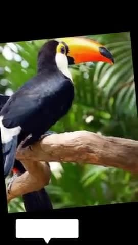 पक्षियों के आवाज़ सुनकर इंसान के दिमाग पर सकरात्मक असर #nitesh .....#.Britain birdwatch ka report