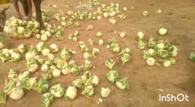 गुना नगर: कैंट गौशाला गुना में बजरंग दल के कार्यकर्ताओं ने मंडी से खरीद कर चारा के रूप में गायों को खिलाई 4 कुंटल फूलगोभी