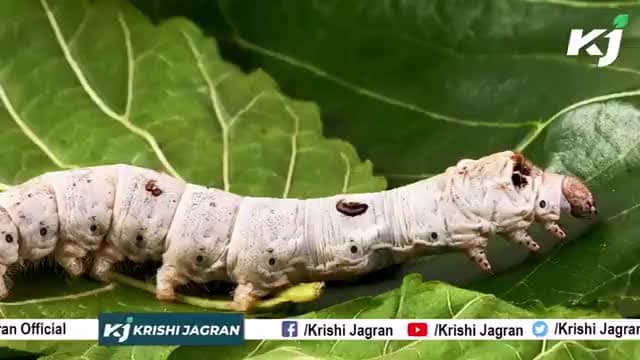 क्या आप जानते हैं कि Silkworm से रेशम कैसे बनता है? |Silkworm |FACTORY|
#silk #silkworms #Reshamkaisebanta
