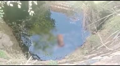 शिवपुरी नगर: अमोला सब रेंज के सिरसोद गांव में नील गाय के बच्चे की कुएं में गिरने से हुई मौत