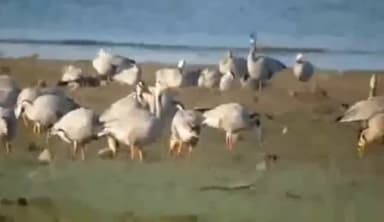 नगरोटा सूरियां: पौंग झील में पहुंचे 108 प्रजातियों के 1 लाख 17 हजार 22 प्रवासी पक्षी, बार्षिक गणना में हुआ खुलासा