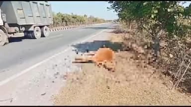 शिवपुरी नगर: सलैया NH27 पर अज्ञात वाहन की टक्कर से गाय मौत