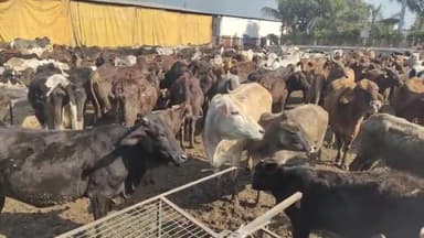 करनाल: फुसगढ़ नंदीग्राम गोशाला में 2 दिन में 6 गायों की मौत, गठित कमेटी आज करेगी दौरा