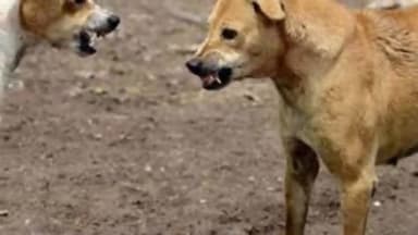 साहिबगंज: साहिबगंज नगर थाना क्षेत्र में रोड के कुत्ते ने 4 लोगों को काट कर किया घायल, सभी घायलों को लाया गया सदर अस्पताल