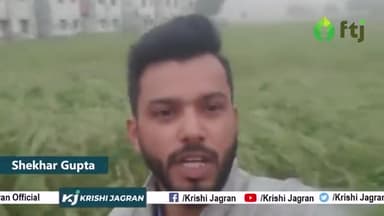 किसानों क अनुमान इस साल सरसों की खेती होगी पिछले साल से बेहतर
#farmers #agriculture #sarso