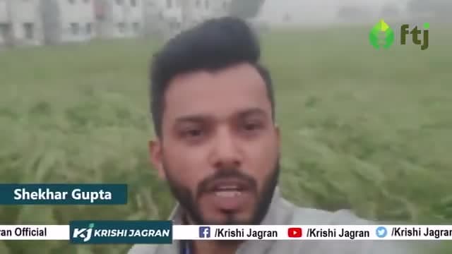 किसानों क अनुमान इस साल सरसों की खेती होगी पिछले साल से बेहतर
#farmers #agriculture #sarso