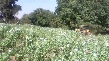 हज़ारीबाग: बरही में अफीम की खेती को प्रशासन ने किया नष्ट