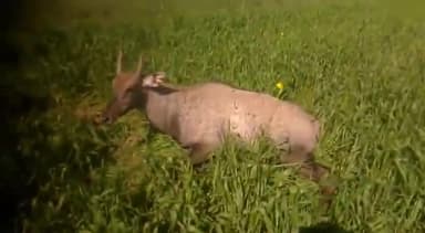 रामपुर बघेलान: कोरिगवां मोड़ पर नीलगाय को अज्ञात वाहन ने मारी टक्कर, नीलगाय गंभीर रूप से हुई घायल, वन विभाग को दी गई सूचना