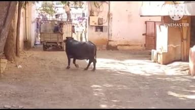 आगर: बडौद रोड चौराहा पर भैंस हुई बेकाबू, ग्रामीणों ने सूझबूझ से करीब 1 घंटे की मशक्कत के बाद पाया भैंस पर काबू