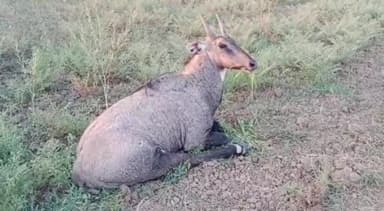 रामपुर बघेलान: कोरिगवां से वन विभाग की टीम ने ग्रामीणों की मदद से घायल नीलगाय को किया रेस्क्यू