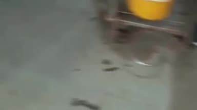 भदेसर: लसडावन में सियार ने ग्रामीणों व मवेशियों पर किया हमला, घायलों को पहुंचाया गया अस्पताल