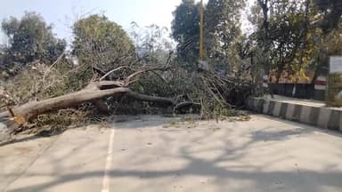 फैज़ाबाद: उदया चौराहे पर जालपा मंदिर के पास रोड चौड़ीकरण को लेकर पेड़ की कटाई के चलते आवागमन हुआ बाधित