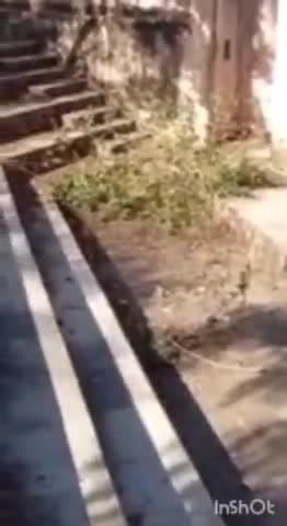 चित्तौड़गढ़: भोई खेड़ा स्थित हाट बाजार जंगल में बदला, अधिकारी बोले: मरम्मत कराकर मेलों का करेंगे आयोजन