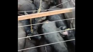 ब्यौहारी: बुढ़वा तिराहे के पास से पुलिस ने ट्रक सहित 21 नग मवेशियों को पकड़ा, आरोपियों पर पशु क्रूरता अधिनियम के तहत की कार्रवाई