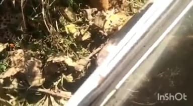 बड़ा मलेहरा: पाटन हार में तेंदुए की शिकारी के फंदे में फंस कर हुई मौत, मौके पर पहुंचा वन अमला