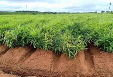 ಗದಗ: ನಗರದಲ್ಲಿ ತೋಟಗಾರಿಕೆ ಬೆಳೆ ಬೆಳೆಯುವ ರೈತರಿಗೆ ಸಹಾಯ ಸೌಲಭ್ಯಕ್ಕಾಗಿ ಅರ್ಜಿ ಆಹ್ವಾನ