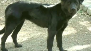 साहिबगंज: साहिबगंज शहर में कुत्ते ने 4 लोगों को काटकर किया घायल पहुंचा अस्पताल डॉक्टर ने किया इलाज |