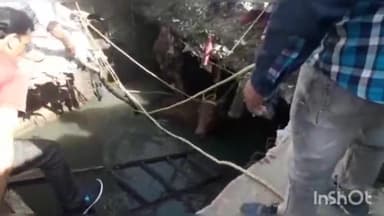 लाडपुरा: बजरंग नगर इलाके में प्रगति स्कूल के निकट नाले में नंदी गिरा निगम गोताखोरों ने सुरक्षित बाहर निकाला