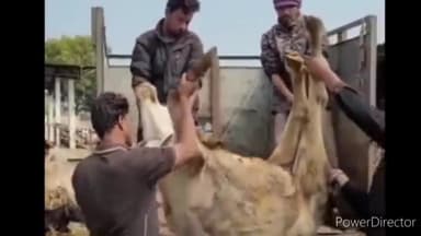 हुज़ूर: जीवदया गौशाला में हुई गड़बड़ मामले में टीम ने सौंपी रिपोर्ट लेकिन अफसरों ने नहीं देखी, थाने में होंगे बयान