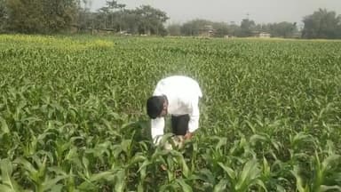 बाबुल इनायत ने अपने मकई के खेतों का लिया जायजा। 
#babulinayat #kheti #village