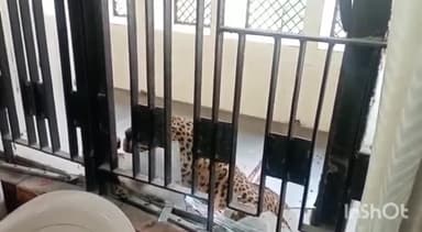 गाज़ियाबाद: राजनगर स्थित कोर्ट परिसर में घुसा तेंदुआ, पुलिस व वन विभाग की टीम मौके पर पहुंची