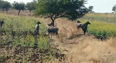 जावरा: ग्रामीण अंचलों में घोड़ा रोज़ और जंगली जानवरों ने की फसलें नष्ट, जावरा में जिला पंचायत सदस्य डीपी धाकड़ ने दी जानकारी